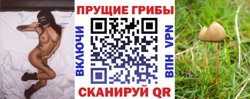 ссылка на мегу сайт Гуково Галлюциногенные грибы Psilocybe купить цена